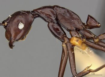 Media type: image;   Entomology 22955 Aspect: habitus lateral view